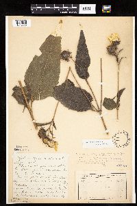 Helianthus hirsutus image
