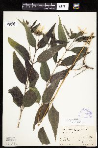 Helianthus hirsutus image