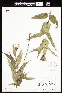Helianthus hirsutus image