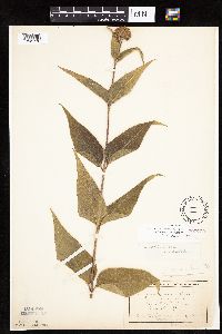Helianthus hirsutus image