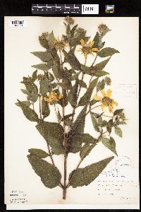 Helianthus hirsutus image