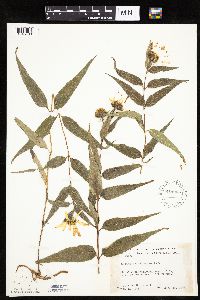 Helianthus hirsutus image
