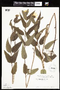 Helianthus hirsutus image