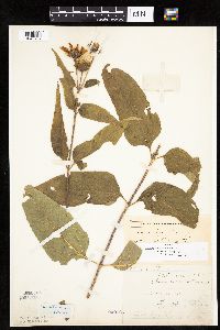 Helianthus hirsutus image