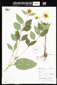 Helianthus hirsutus image