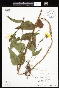 Helianthus hirsutus image