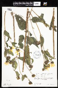 Helianthus hirsutus image