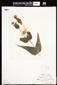 Helianthus hirsutus image