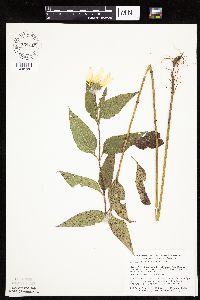 Helianthus hirsutus image