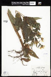 Helianthus hirsutus image