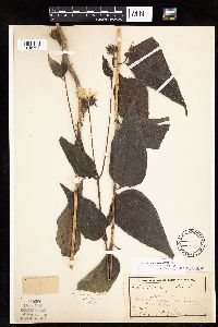Helianthus hirsutus image