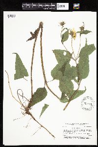Helianthus hirsutus image