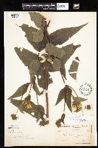 Helianthus hirsutus image