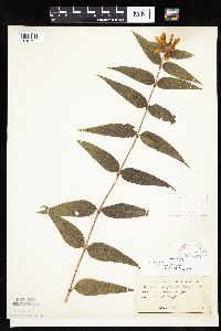 Helianthus hirsutus image