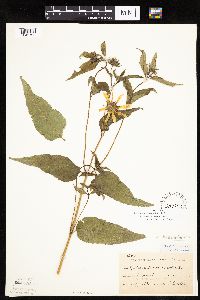 Helianthus hirsutus image