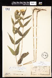 Helianthus hirsutus image