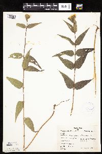 Helianthus hirsutus image