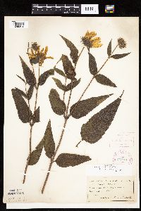Helianthus hirsutus image