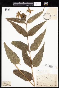 Helianthus hirsutus image