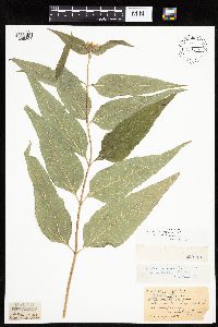 Helianthus hirsutus image