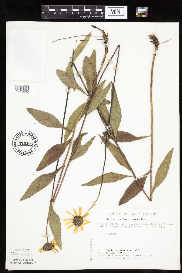 Helianthus x laetiflorus image