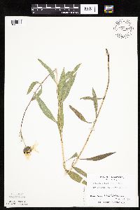 Helianthus x laetiflorus image