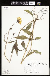 Helianthus x laetiflorus image
