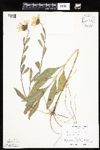 Helianthus x laetiflorus image