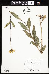 Helianthus x laetiflorus image