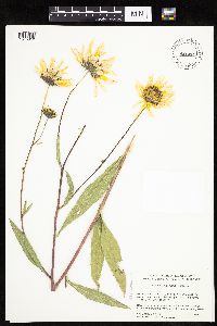 Helianthus x laetiflorus image