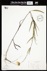 Helianthus x laetiflorus image