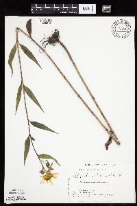 Helianthus x laetiflorus image