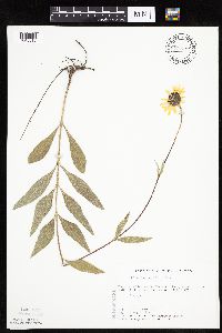 Helianthus x laetiflorus image