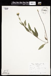 Helianthus x laetiflorus image