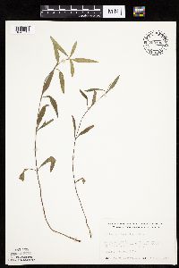 Image of Helianthus x laetiflorus