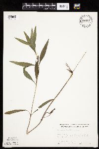 Helianthus x laetiflorus image