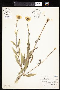 Helianthus x laetiflorus image