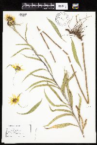 Helianthus maximiliani image