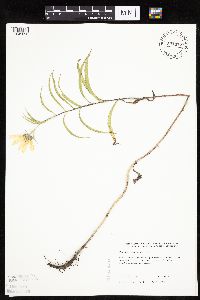 Helianthus maximiliani image