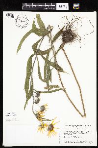 Helianthus maximiliani image