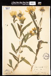 Helianthus maximiliani image