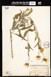 Helianthus maximiliani image