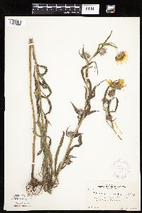Helianthus maximiliani image