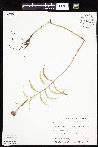 Helianthus maximiliani image