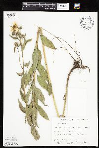 Helianthus maximiliani image