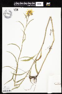 Helianthus maximiliani image