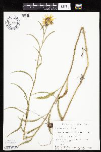 Helianthus maximiliani image