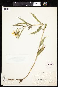 Helianthus maximiliani image