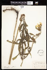 Helianthus maximiliani image