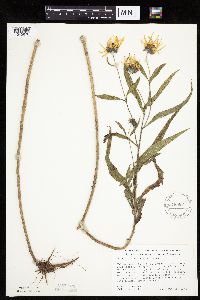 Helianthus maximiliani image